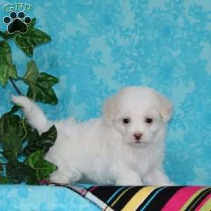 Jayne, Maltipoo Puppy